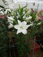 [5349 Okayama 18 ST No02.JPG]